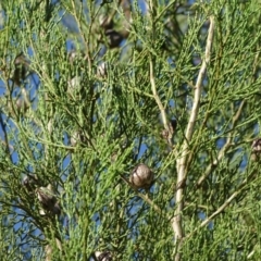 Callitris endlicheri (Black Cypress Pine) at Stony Creek - 27 Apr 2019 by Mike