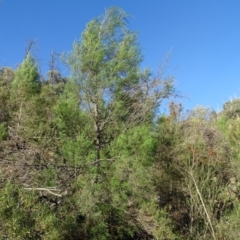 Callitris endlicheri at Stromlo, ACT - 27 Apr 2019