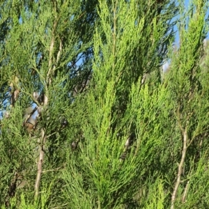 Callitris endlicheri at Stromlo, ACT - 27 Apr 2019