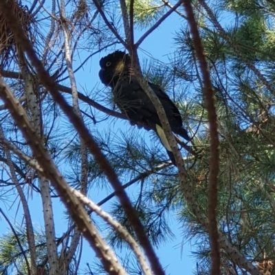 Zanda funerea (Yellow-tailed Black-Cockatoo) at Block 402 - 28 Apr 2019 by AaronClausen