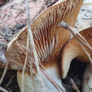 Lactarius deliciosus at Denman Prospect, ACT - 28 Apr 2019 12:38 PM