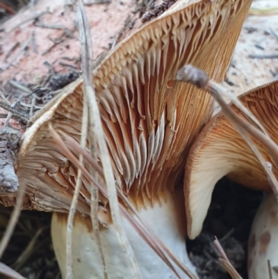 Lactarius deliciosus (Saffron Milkcap) at Denman Prospect, ACT - 28 Apr 2019 by AaronClausen