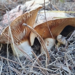 Lactarius deliciosus at Denman Prospect, ACT - 28 Apr 2019 12:38 PM