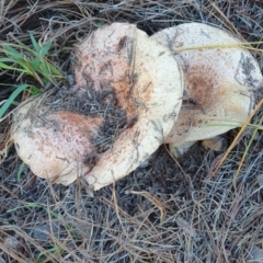 Lactarius deliciosus at Denman Prospect, ACT - 28 Apr 2019 12:38 PM