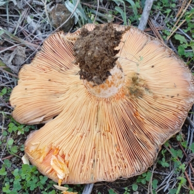 Lactarius deliciosus (Saffron Milkcap) at Denman Prospect, ACT - 28 Apr 2019 by AaronClausen