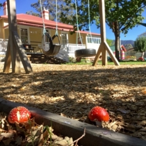 Amanita muscaria at Rocky Hall, NSW - 28 Apr 2019 11:06 AM