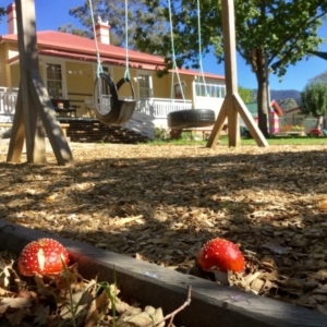 Amanita muscaria at Rocky Hall, NSW - 28 Apr 2019