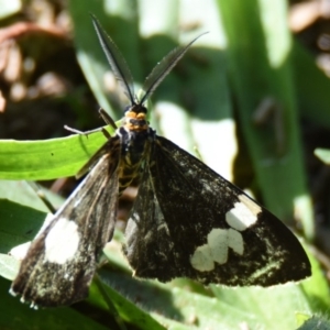 Nyctemera amicus at Belconnen, ACT - 28 Apr 2019 10:58 AM