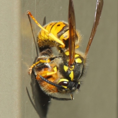 Vespula germanica (European Wasp, German Yellowjacket Wasp) at Acton, ACT - 27 Apr 2019 by TimL