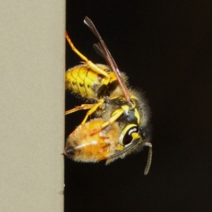 Vespula germanica at Acton, ACT - 27 Apr 2019 01:13 PM