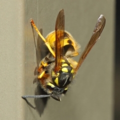 Vespula germanica at Acton, ACT - 27 Apr 2019 01:13 PM