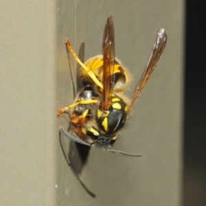 Vespula germanica at Acton, ACT - 27 Apr 2019 01:13 PM