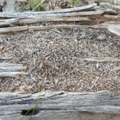 Papyrius nitidus (Shining Coconut Ant) at Symonston, ACT - 28 Apr 2019 by Mike