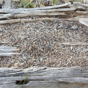 Papyrius nitidus at Symonston, ACT - suppressed