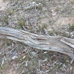 Papyrius nitidus at Symonston, ACT - suppressed