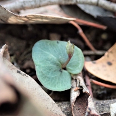 Acianthus collinus (Inland Mosquito Orchid) at Dunlop, ACT - 24 Apr 2019 by CathB