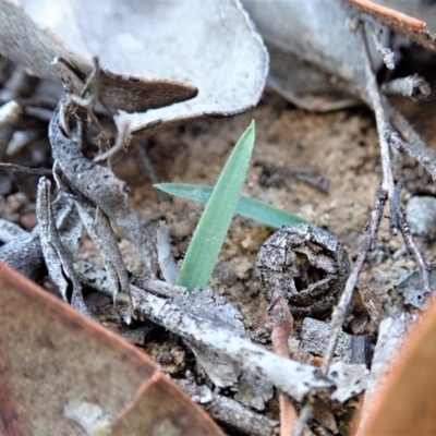 Cyanicula caerulea (Blue Fingers, Blue Fairies) at Dunlop, ACT - 25 Apr 2019 by CathB