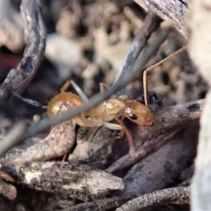 Camponotus claripes at Aranda, ACT - 25 Apr 2019 07:39 AM