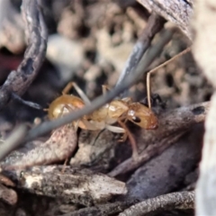 Camponotus claripes (Pale-legged sugar ant) at Aranda, ACT - 24 Apr 2019 by CathB