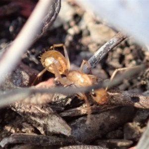 Camponotus claripes at Aranda, ACT - 25 Apr 2019 07:39 AM