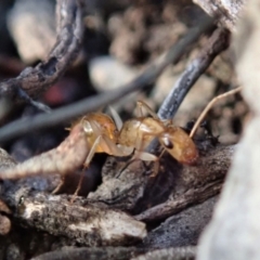 Camponotus claripes at Aranda, ACT - 25 Apr 2019 07:39 AM