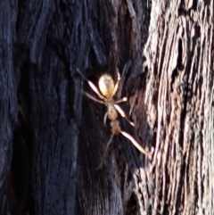 Camponotus claripes at Aranda, ACT - 25 Apr 2019 07:39 AM