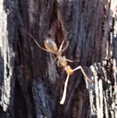 Camponotus claripes at Aranda, ACT - 25 Apr 2019 07:39 AM