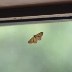 Scopula rubraria (Reddish Wave, Plantain Moth) at QPRC LGA - 18 Jan 2019 by natureguy