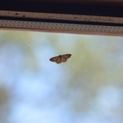 Scopula rubraria at Wamboin, NSW - 18 Jan 2019 04:39 PM