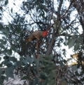 Callocephalon fimbriatum at Hughes, ACT - 28 Apr 2019