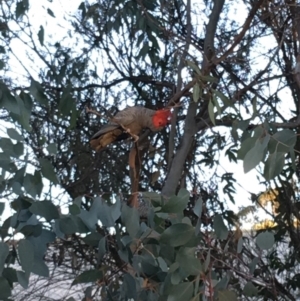 Callocephalon fimbriatum at Hughes, ACT - 28 Apr 2019