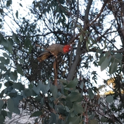 Callocephalon fimbriatum (Gang-gang Cockatoo) at Hughes, ACT - 28 Apr 2019 by KL