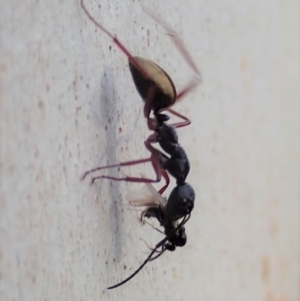 Camponotus suffusus at Cook, ACT - 23 Apr 2019