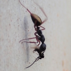 Camponotus suffusus (Golden-tailed sugar ant) at Mount Painter - 23 Apr 2019 by CathB