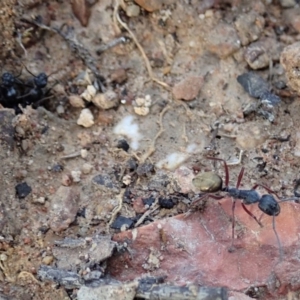 Camponotus suffusus at Cook, ACT - 23 Apr 2019