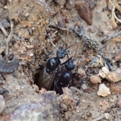 Camponotus suffusus at Cook, ACT - 23 Apr 2019