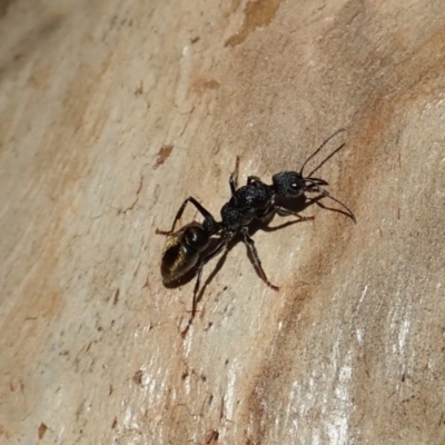 Myrmecia piliventris (Golden tail bull ant) at Cook, ACT - 18 Apr 2019 by CathB