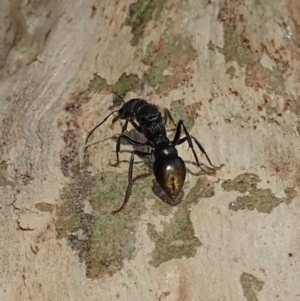 Myrmecia piliventris at Cook, ACT - 18 Apr 2019