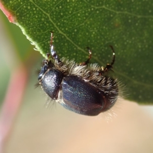 Liparetrus sp. (genus) at Cook, ACT - 24 Apr 2019