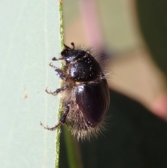 Liparetrus sp. (genus) at Cook, ACT - 24 Apr 2019