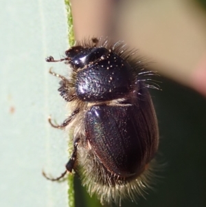 Liparetrus sp. (genus) at Cook, ACT - 24 Apr 2019