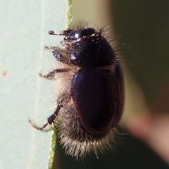 Liparetrus sp. (genus) at Cook, ACT - 24 Apr 2019