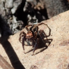 Jotus sp. (genus) (Unidentified Jotus Jumping Spider) at Dunlop, ACT - 22 Apr 2019 by CathB