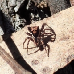 Jotus sp. (genus) at Dunlop, ACT - 22 Apr 2019