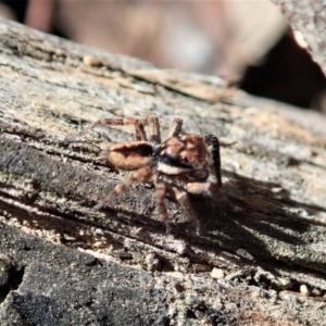 Jotus sp. (genus) at Dunlop, ACT - 22 Apr 2019 10:51 AM