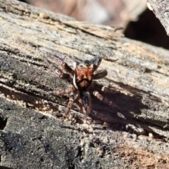 Jotus sp. (genus) at Dunlop, ACT - 22 Apr 2019 10:51 AM