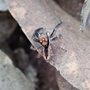 Jotus sp. (genus) at Dunlop, ACT - 22 Apr 2019 10:51 AM