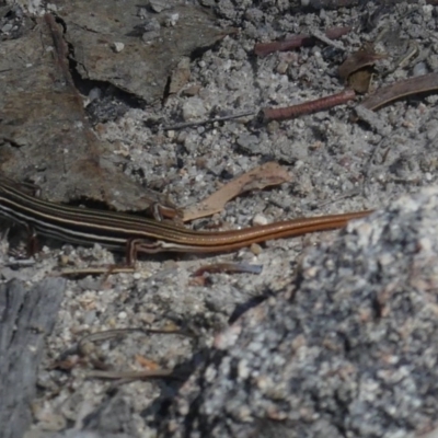Ctenotus taeniolatus (Copper-tailed Skink) at Tennent, ACT - 24 Apr 2019 by WalterEgo