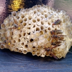 Polistes (Polistella) humilis (Common Paper Wasp) at Broadwater, NSW - 26 Apr 2019 by jb