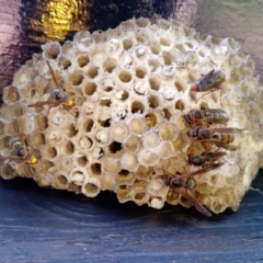 Polistes (Polistella) humilis (Common Paper Wasp) at Broadwater, NSW - 27 Apr 2019 by jb